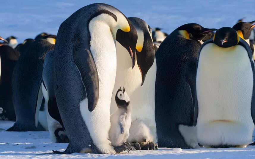 Emperor penguin. Императорский Пингвин фото. Атлантический Пингвин. Антарктический Пингвин. Королевский Пингвин.