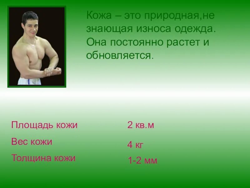 Плотность кожи человека. Толщина человеческой кожи. вес кожи взрослого человека. масса кожи человека.