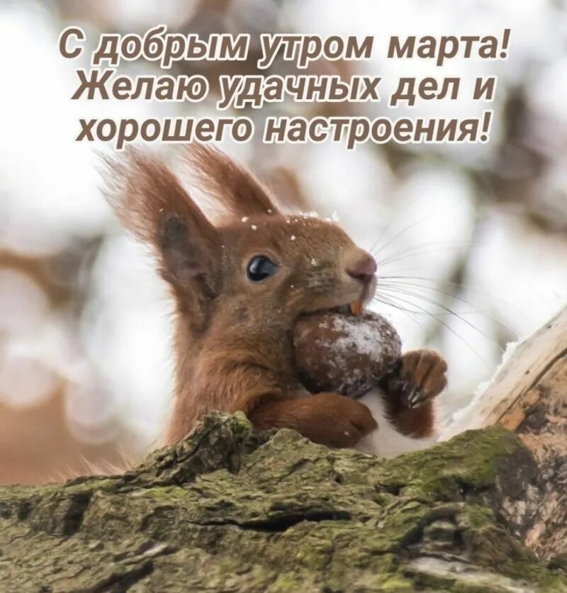 С добрым утром весны прикольные смешные картинки. Доброе утро март. открытки с добрым мартовским утром. пожелания с добрым весенним утром. март утро пожелания.