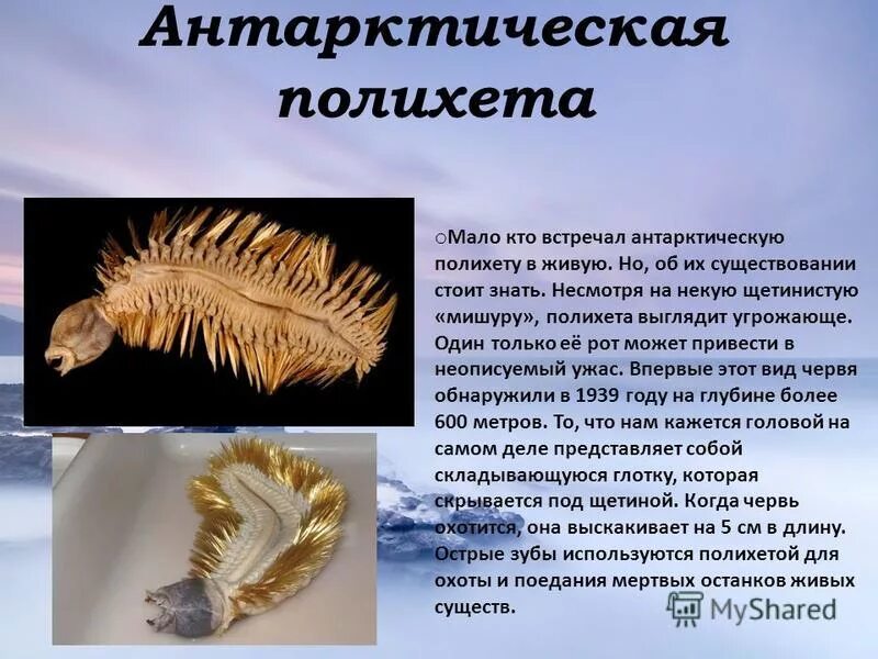 Почему многощетинковые получили такое название. Антарктический червь eulagisca gigantea. многощетинковые черви eulagisca gigantea.