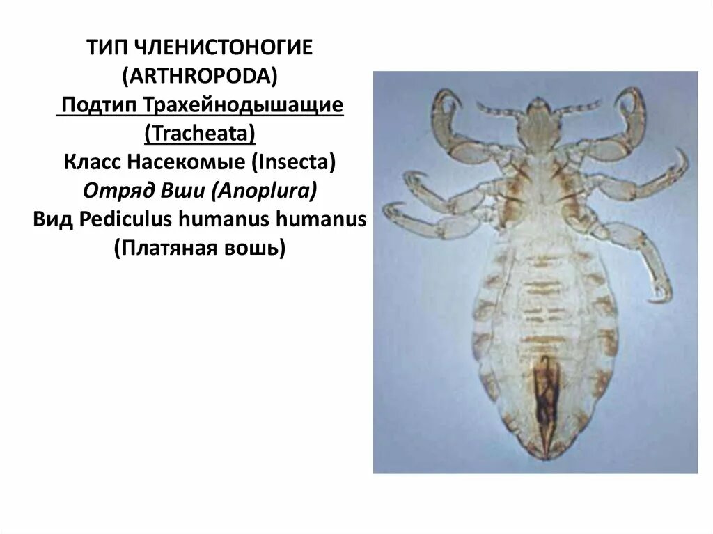 Вши паразиты млекопитающих. Отряд вши систематика. Систематика вшей. Вши и блохи классификация. Систематика блохи человеческой.