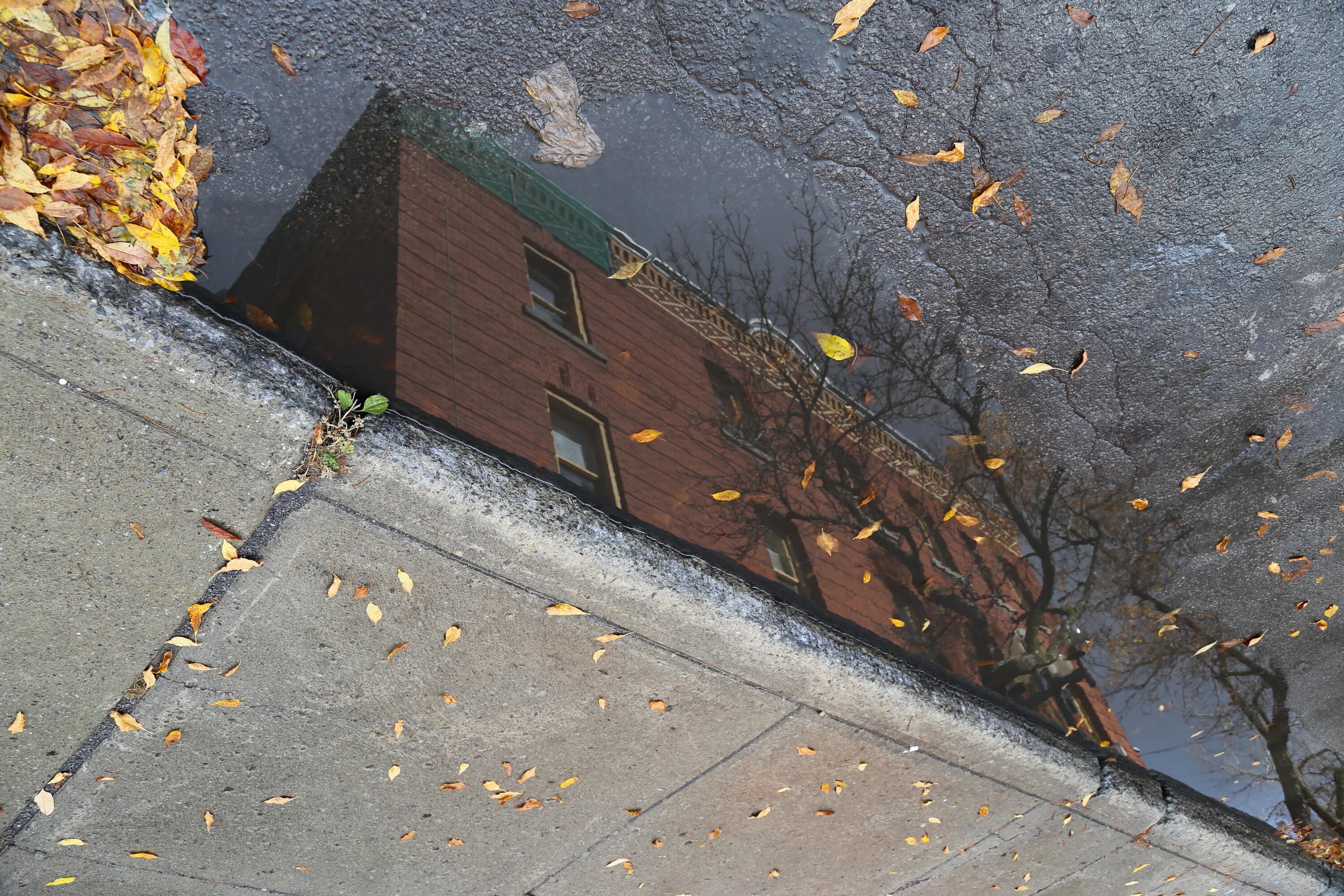 Дождь стеной. Крыша дождь. Листья на уличной стене. Кровля в дождливую погоду.