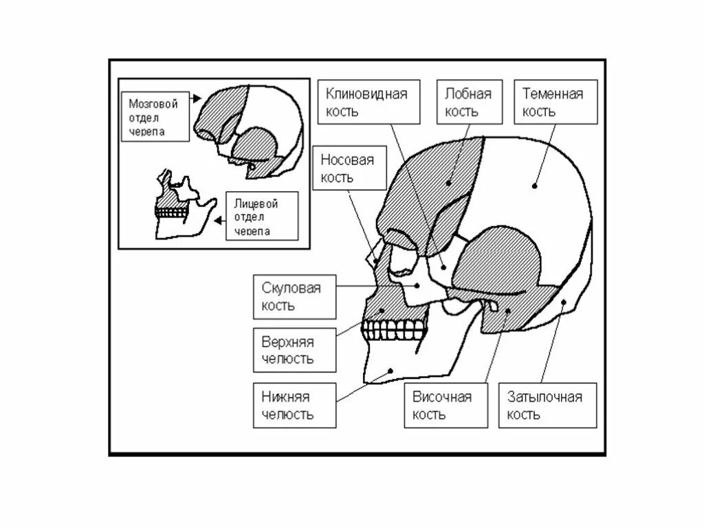 Кости мозгового отдела черепа. Строение костей черепа клиновидной височной затылочной решетчатой. Мозговой отдел и лицевой отдел черепа. Череп лицевой и мозговой отделы схема. Мозговая лицевая часть черепа