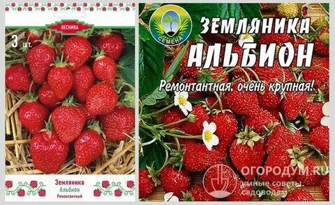 Урожайность альбион