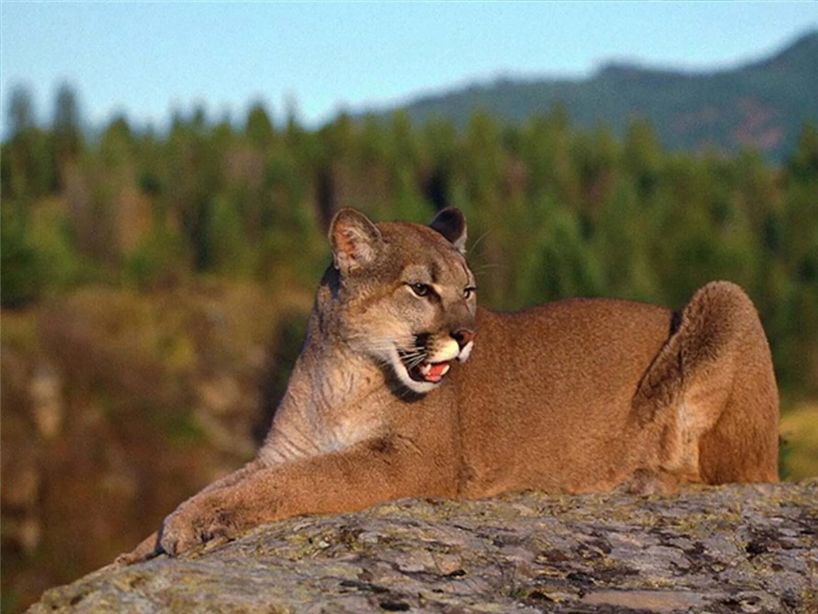 Пума (Puma concolor):. Пума Северная Америка. К&К "Пума" к&к "Пума". Yellowstone Пума. Пума на английском