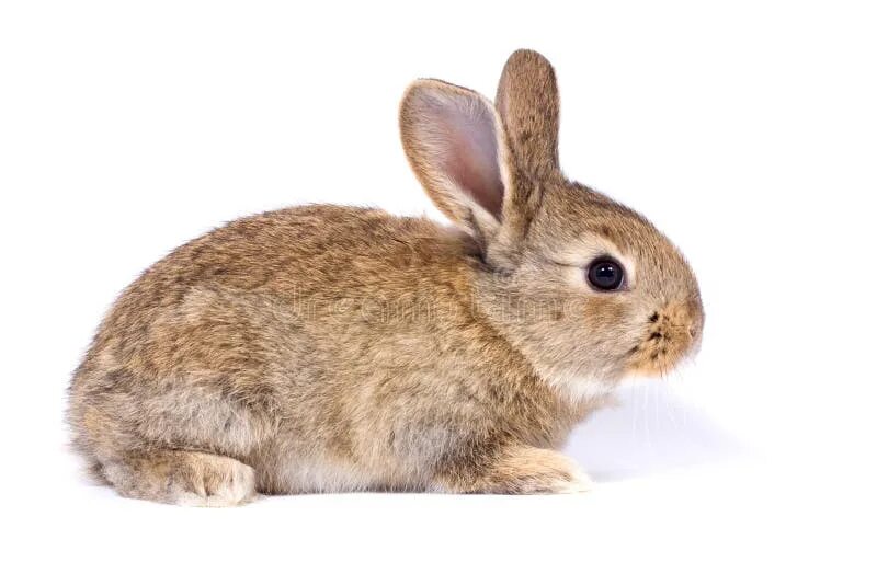 Rabbit type