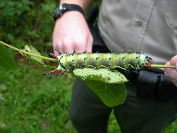 Как называется большая гусеница. Гусеница citheronia regalis. катерпиллер гусеница зеленая.