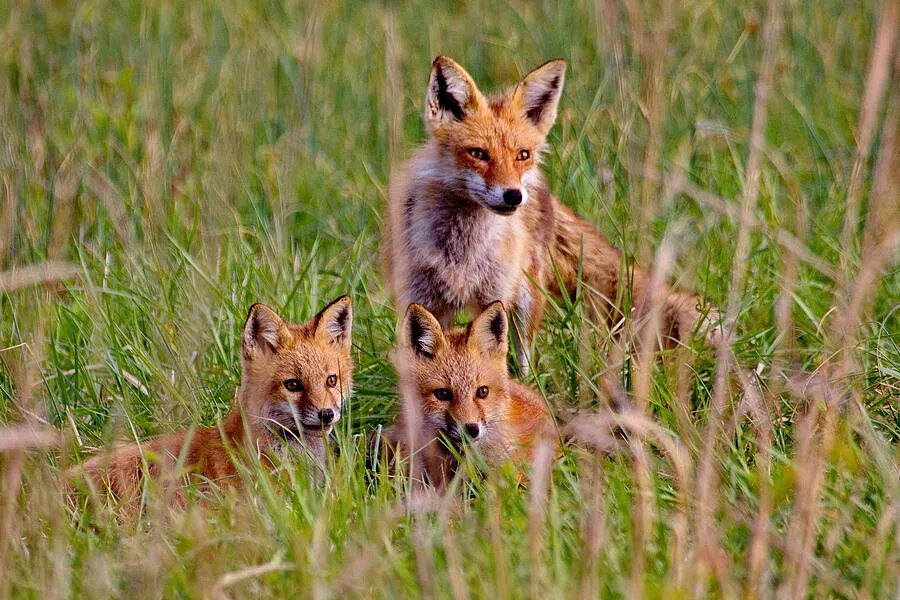лиса с лисятами. лиса обыкновенная с лисятами. семья лисиц. стая лисиц. лисья семья.