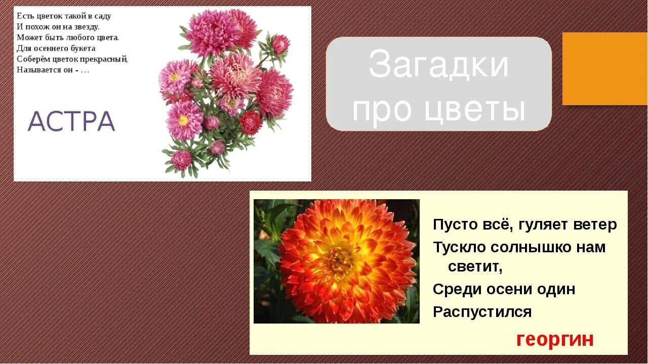 Головоломка растение. Загадки про цветы. Загадки про осенние цветы. Загадки про бархатцы для детей. Загадки про цветы для детей.