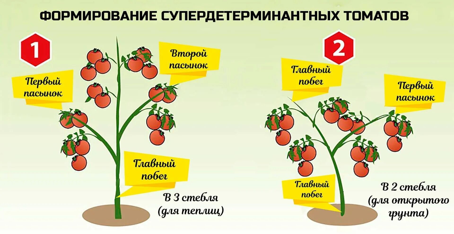 Что такое детерминантный сорт томатов и индетерминантный. Пасынкуем индетерминантные томаты. пасынкование детерминантных томатов. детерминантный сорт томатов пасынкование. формировка индетерминантных томатов.