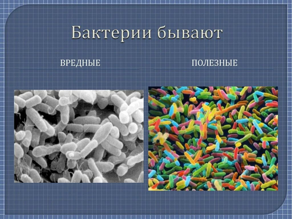 Вред наносимый бактериями. Полезные бактерии. Полезные и вредные микроорганизмы. Вредные бактерии. Полезные бактерии и вредные бактерии.