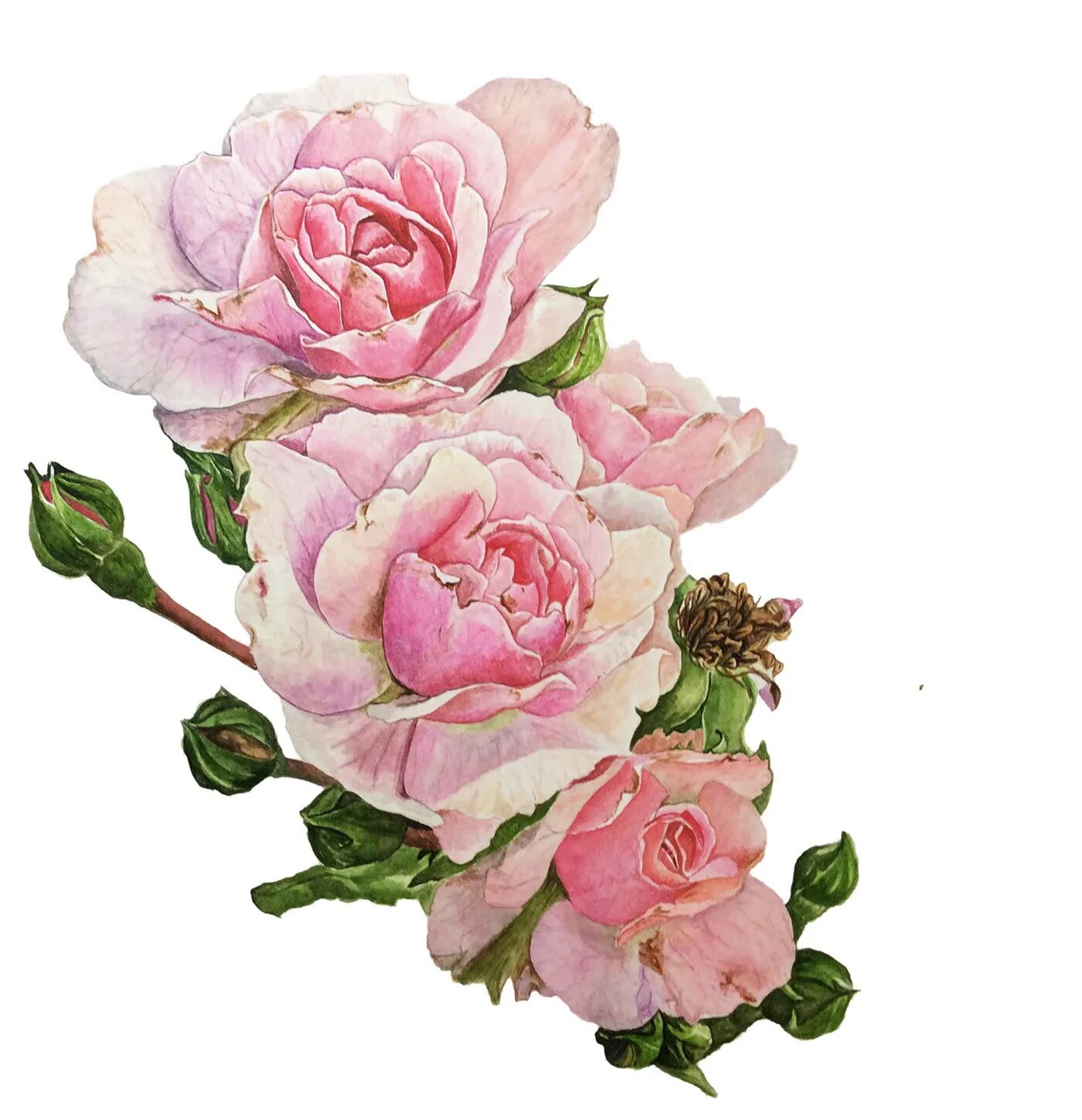 Акварельные розы. Акварельные розовые розы. Пионовидные розы акварель.