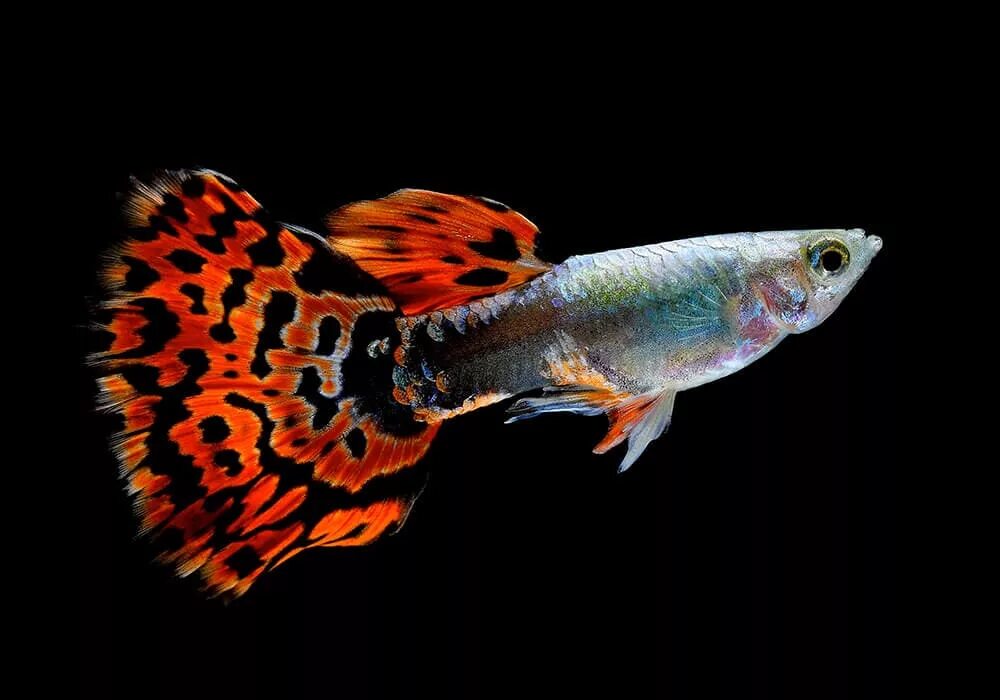 Гурами промысловый гигантский. Fish breed. Рыба молли. Мозамбикская тиляпия рыба. Астронотус тигровый альбинос.