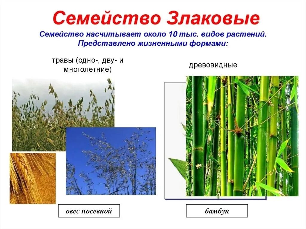 Семейство злаковые. Жизненные формы злаковых. Семейство злаковые жизненные формы. Жизненная форма злаковых растений. Семейство злаковые таблица