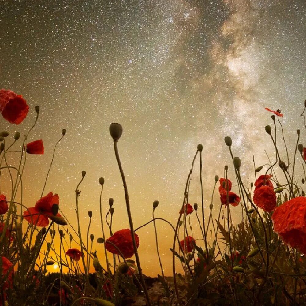 Полевые цветы ночью. Маковое поле ночью. Ночное поле с цветами. Мак ночью. Маки в ночи.