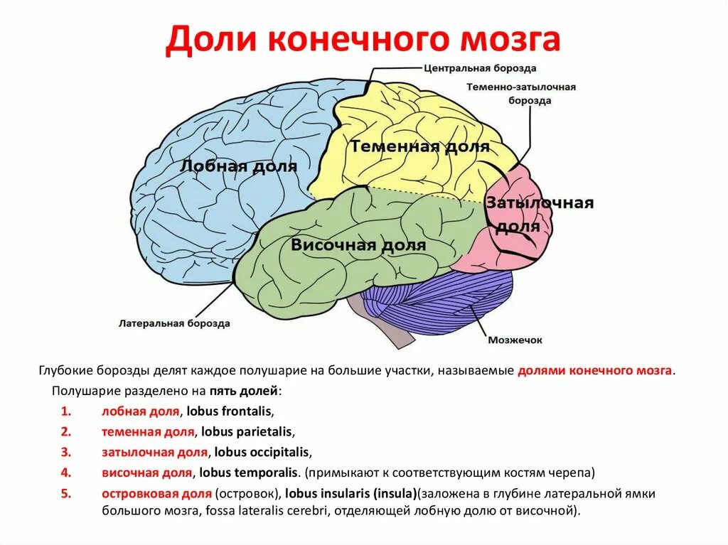 Доли конечного мозга. Полушария конечного мозга. Поверхности полушарий конечного мозга. Доли конечного мозга и их функции.