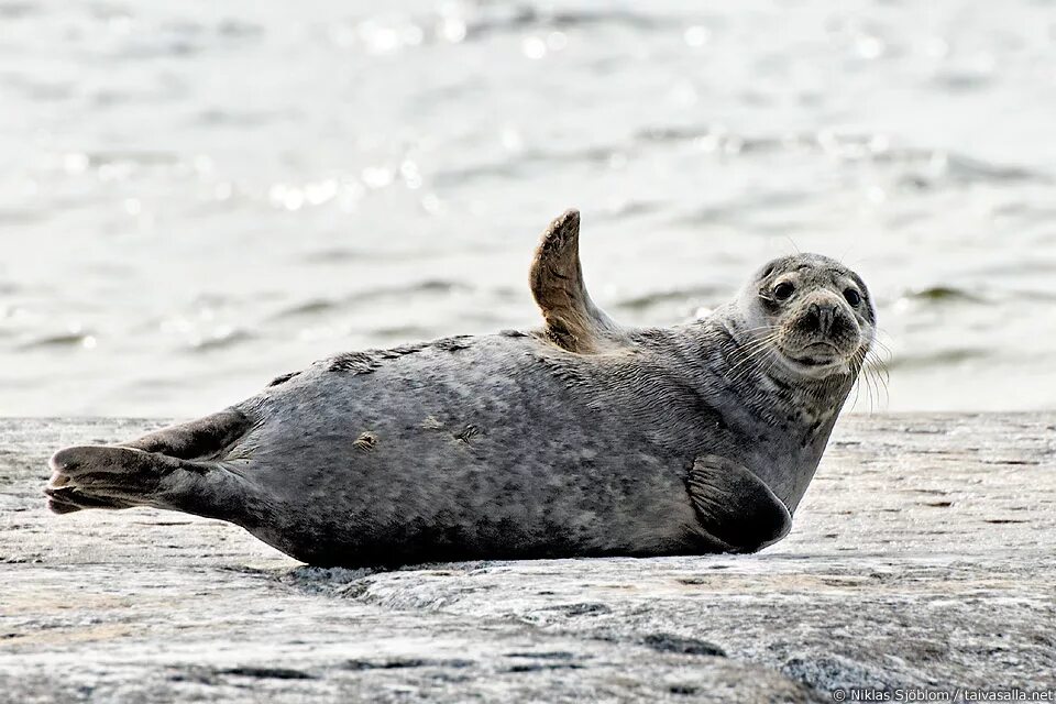 Grey seal