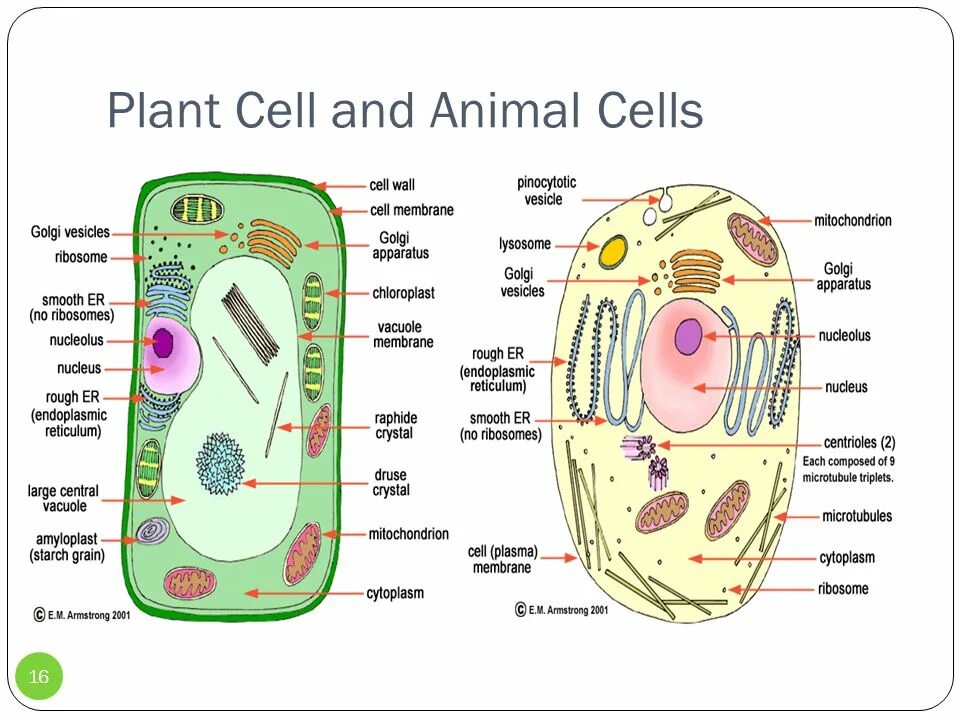Write cell. Animal and plant cells. animal cell structure. plant cell membrane structure. do animal cell has cell wall.