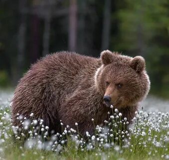 Мир животных бурый медведь