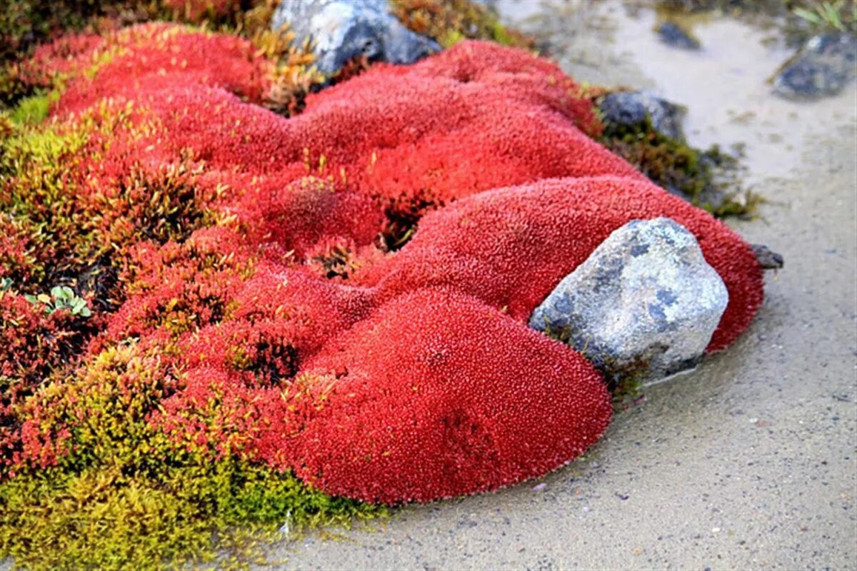 Красный мох ягель. Камнеломка Северная Франца Иосифа. Растения Арктики мох ягель. Северный мох ягель. Растения в арктических и антарктических пустынях