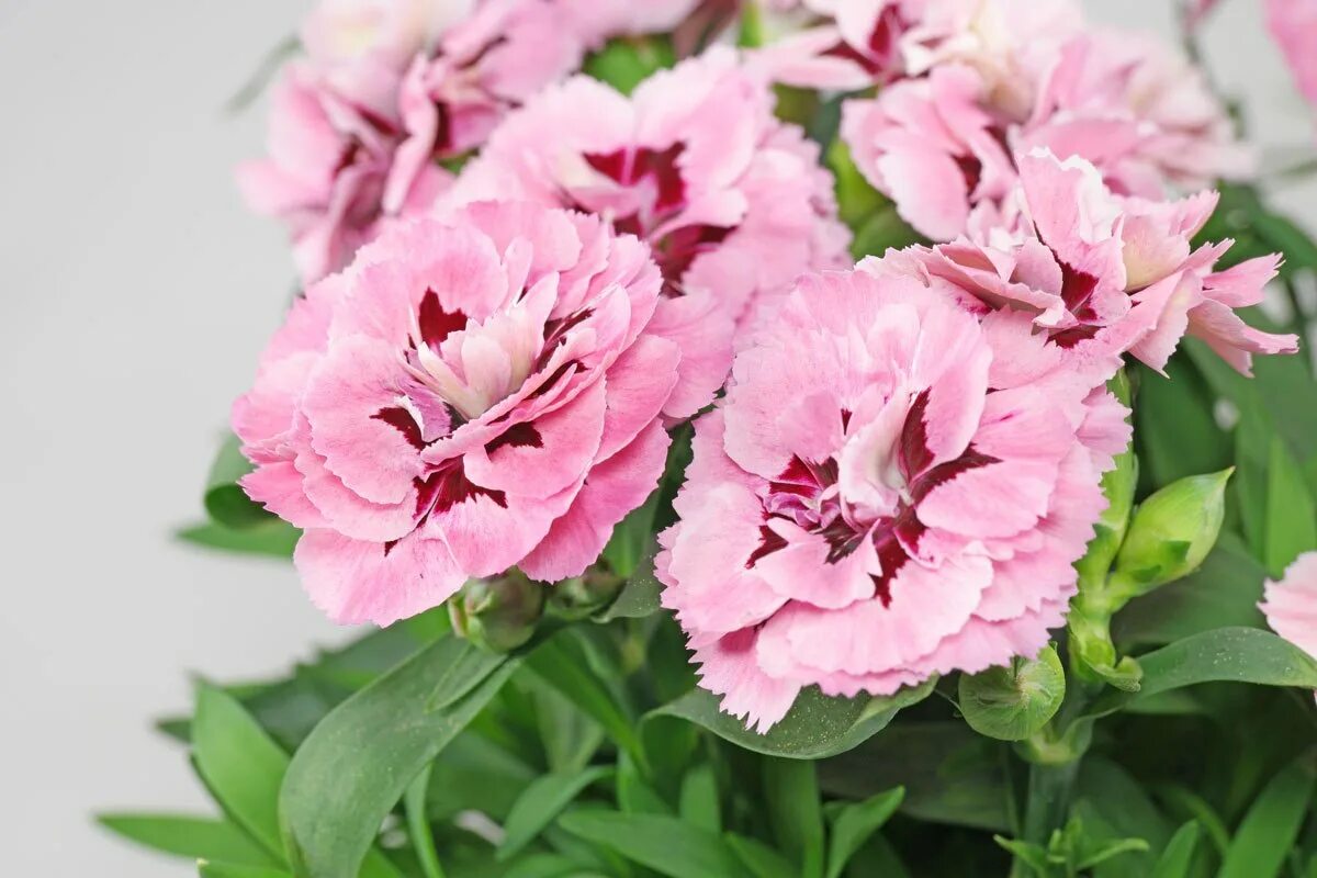 Гвоздика Шабо махровая. Садовая гвоздика (Dianthus caryophyllus). Гвоздика голландская Шабо. Гвоздика Диантус сорта. Разновидности гвоздик