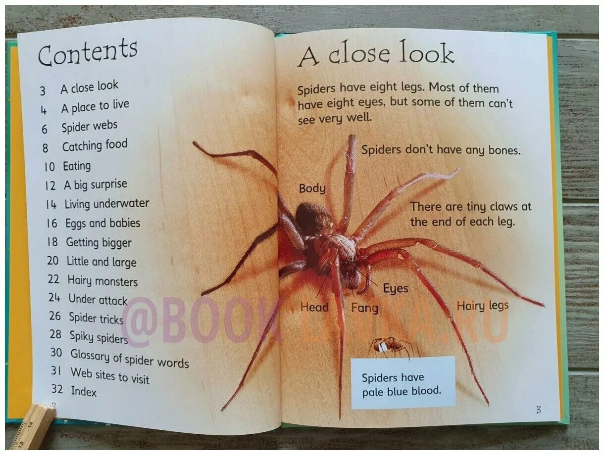 Книга пауки. Книга про паука детская. Большая книга. Пауки. Usborne Beginners Spiders.