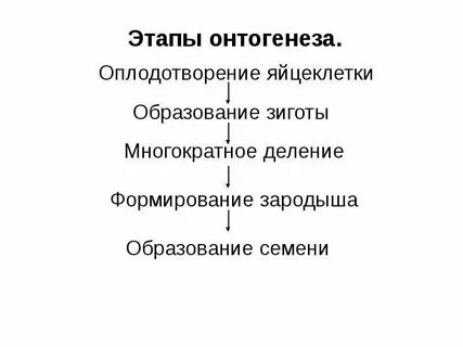 Оплодотворение периоды онтогенеза
