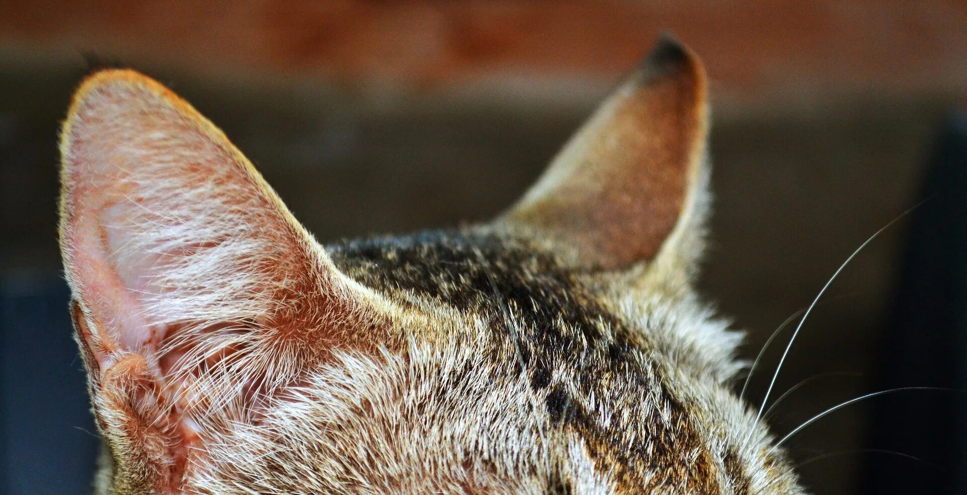 Листовидная пузырчатка у кота. Уши кота. Кошачьи уши. Ушные раковины у млекопитающих. Чуткие ушки зверька ловят сигнал определить