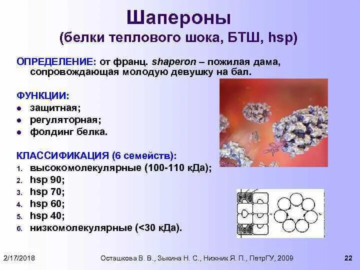 Белок теплового шока хламидий. Белок теплового шока 70. Белки теплового шока hsp90. Белки теплового шока шапероны. Белки теплового шока функции.