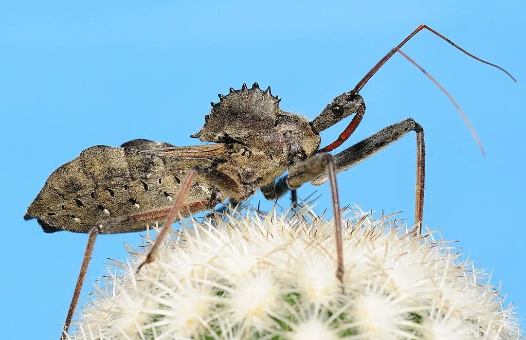 Bug ever. Насекомые с броней. колёсный жук (arilus cristatus). bug&#039;alteriya. qirq bug&#039;um.