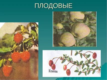 Овощи 2 класс окружающий мир