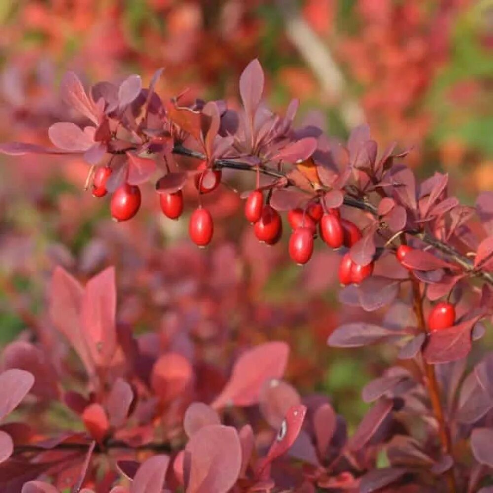 Барбарис Тунберга Atropurpurea. Барбарис Тунберга атропурп. Барбарис Тунберга Атропурпуреа. Барбарис обыкновенный Атропурпуреа. Барбарис декоративный кустарник фото