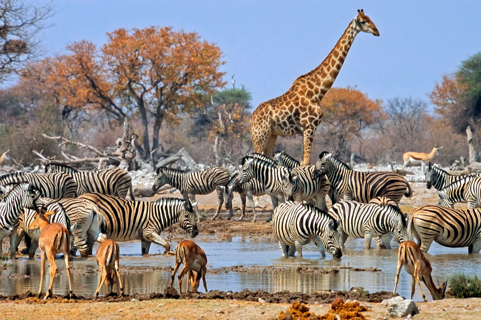 Этоша национальный парк Намибии. Национальный парк Этоша в Африке. Национальный парк Серенгети в Африке. Парк Серенгети леопард.