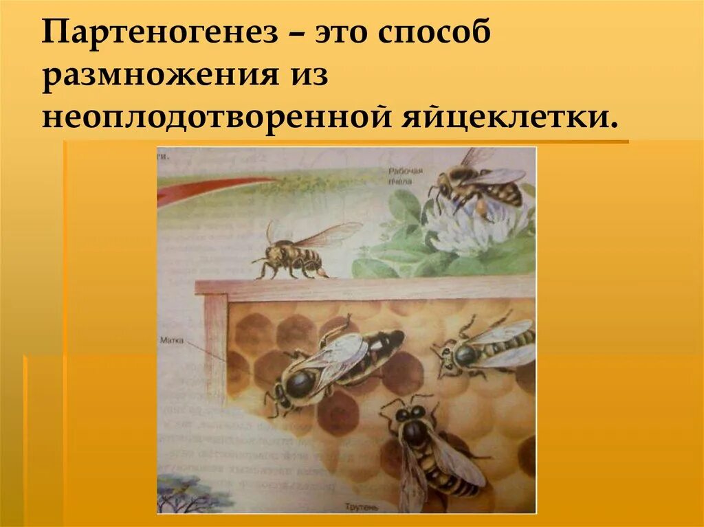 Партеногенез. Партеногенез размножение. Партеногенез у муравьев. Партеногенез яйцеклетка.