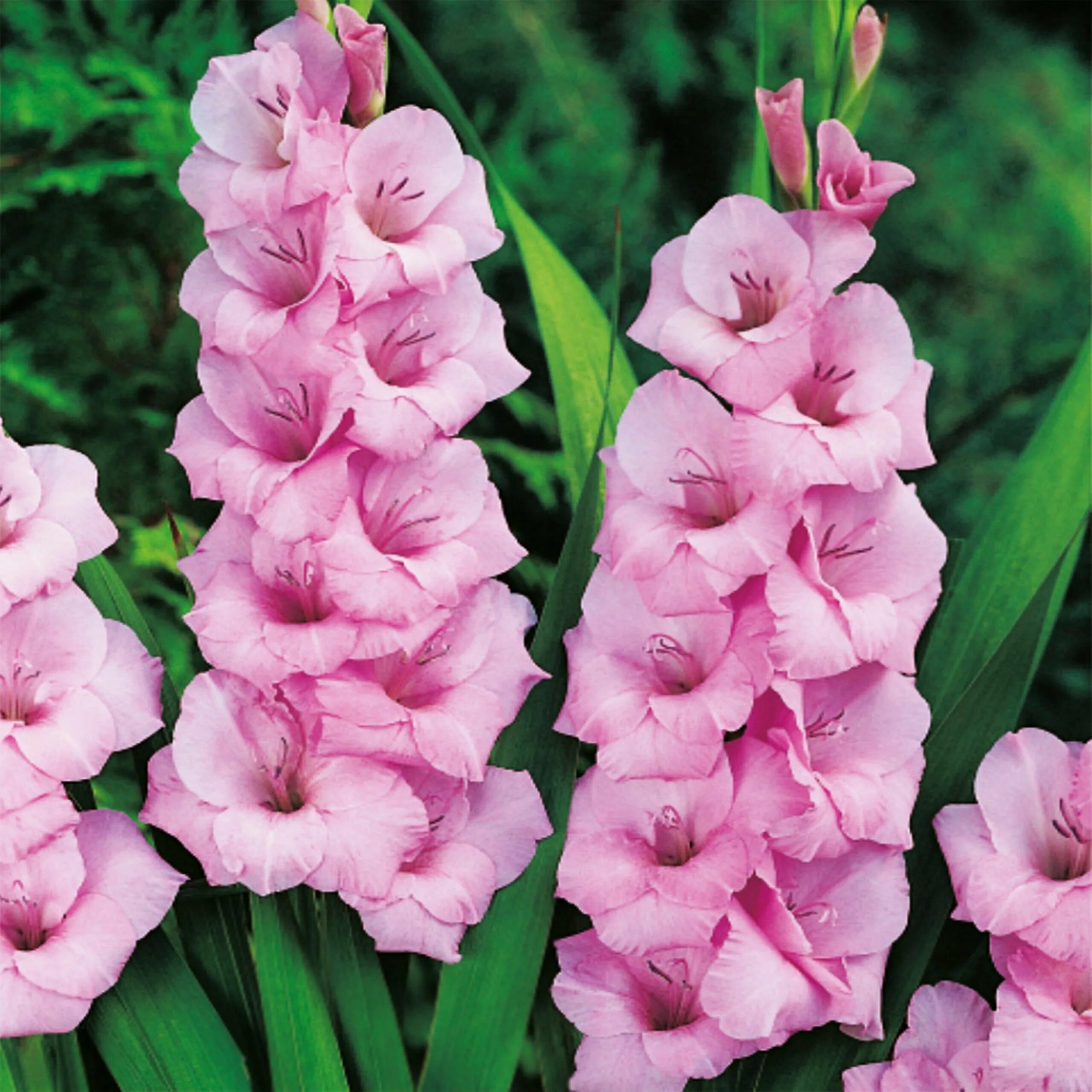 Гладиолусы доставка. Гладиолус Пинк. Гладиолус Gladiolus Pink. Гладиолус Пинк Пэррот. Гладиолус Оскар.