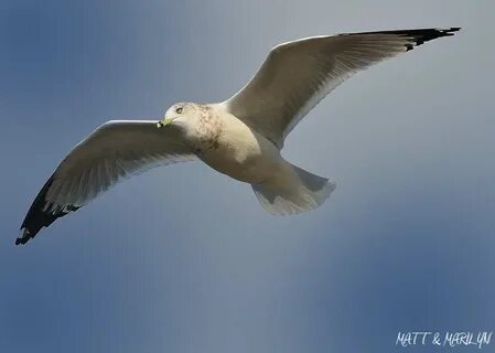 Flying birds перевод