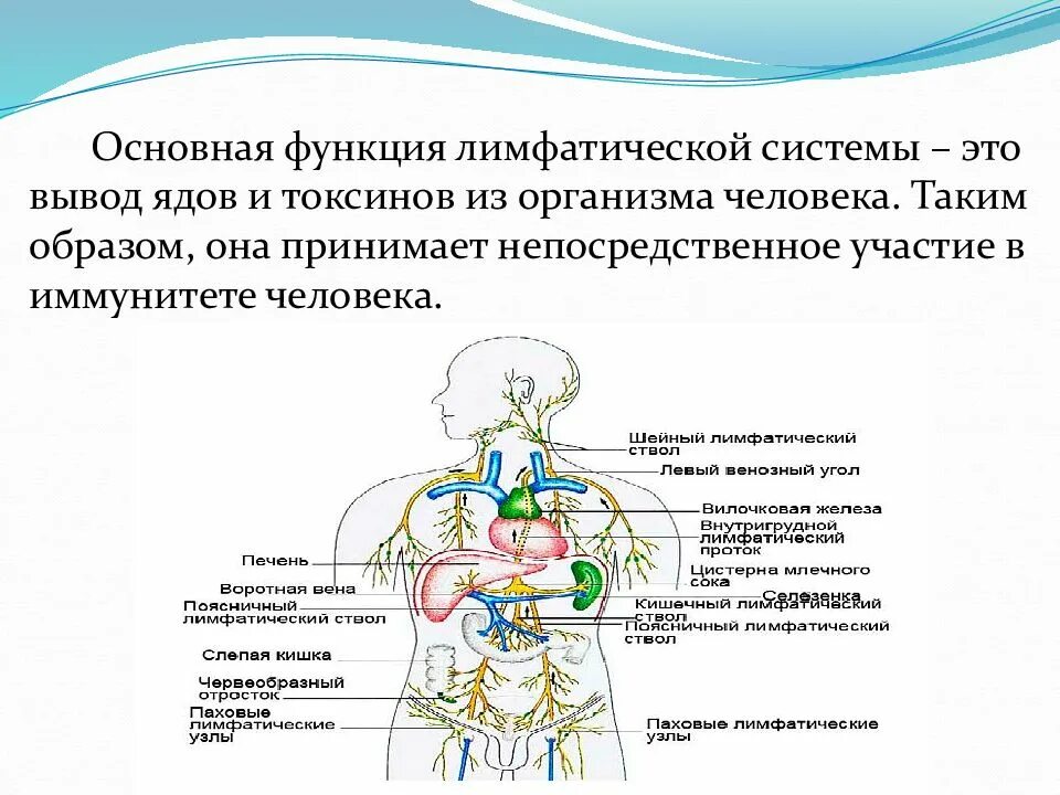 Лимфатическая система важнейшая