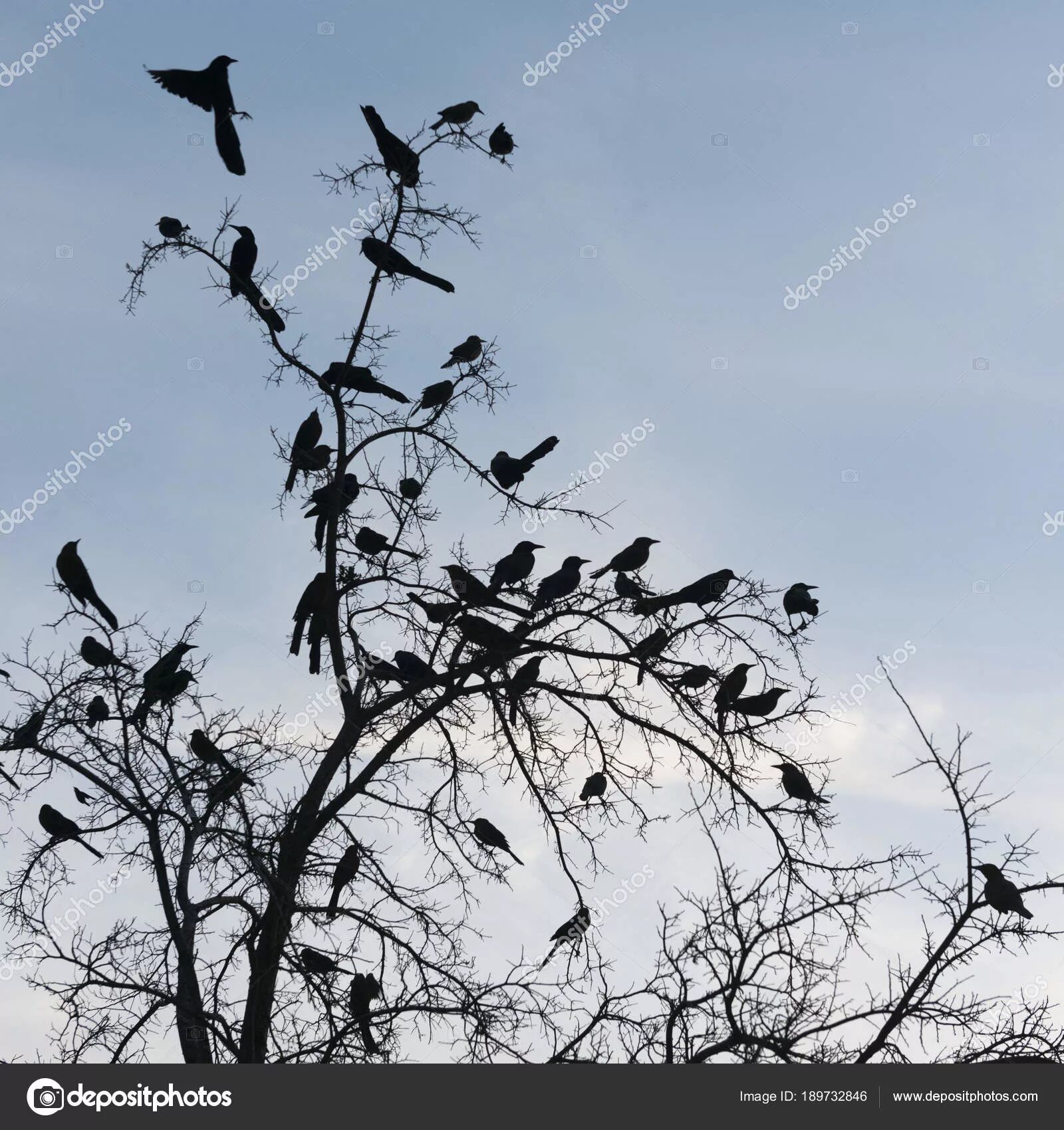 Стая птиц на дереве. Галка птица на дереве. Стаи птиц на деревьях в октябре. Стаи галок на крестах.