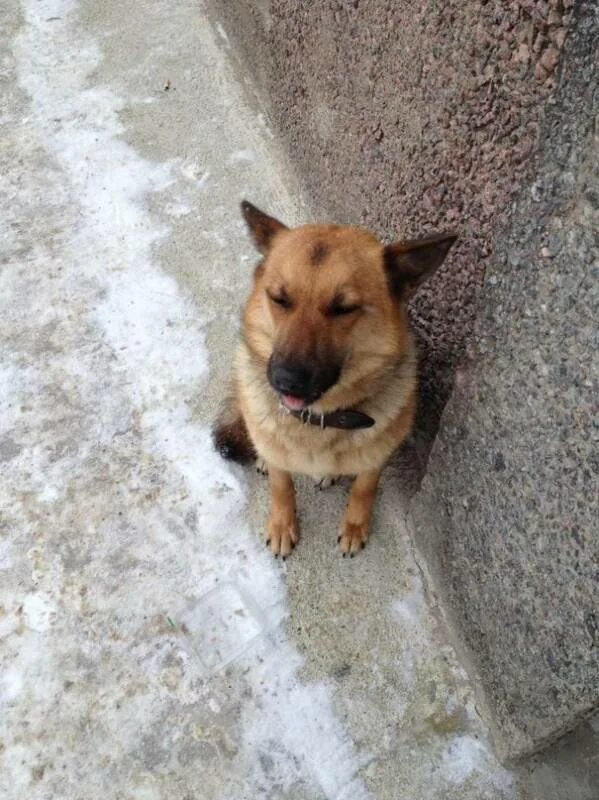 пойдем собачки. пойдем собачки. собачка в ботинках и комбинезоне. красивые слова про собак. пошли собачки мем.