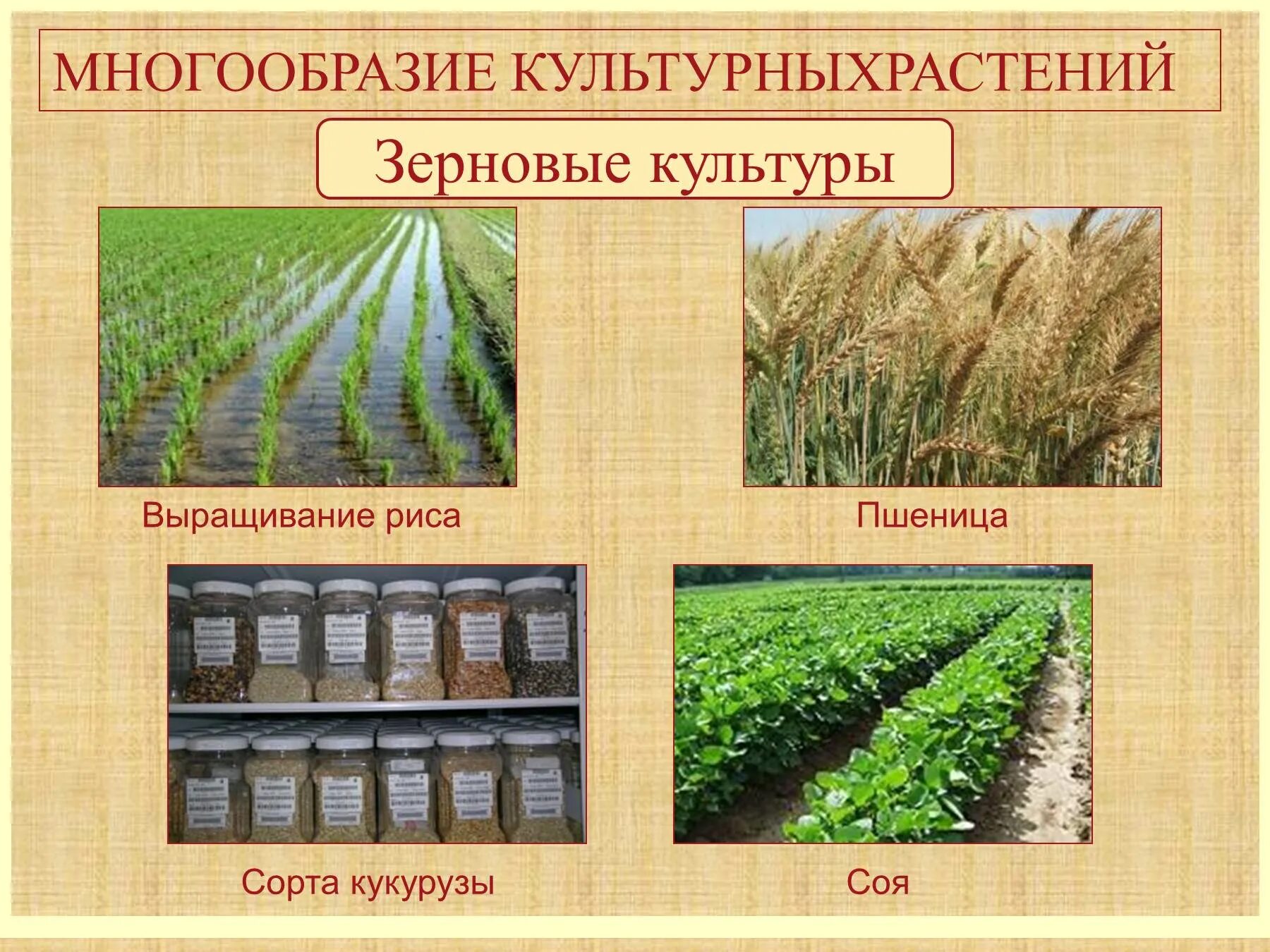 Многообразие сортов культурных растений. Многообразие культурных растений зерновые. Рис культурное растение. Культурные растения и их классификация.