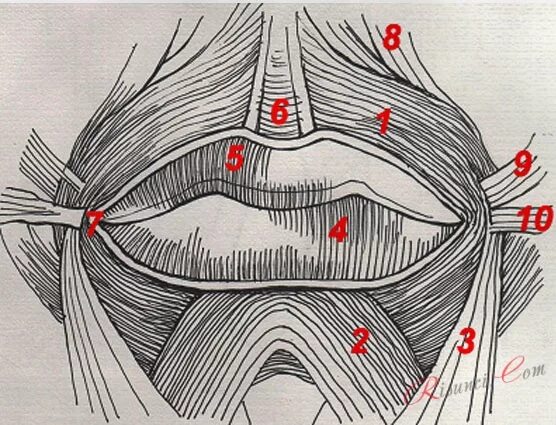Губы мышцы рта. Круговая мышца рта анатомия. Круговая мышца губ анатомия. Пластическая анатомия рта.