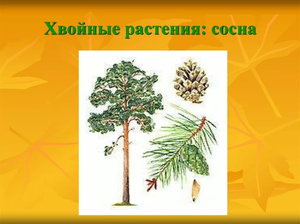 Хвойные растения части растений. Сосна картинка для презентации. Сосна презентация. Хвойные растения рисунок. Сосна картинка для детей.