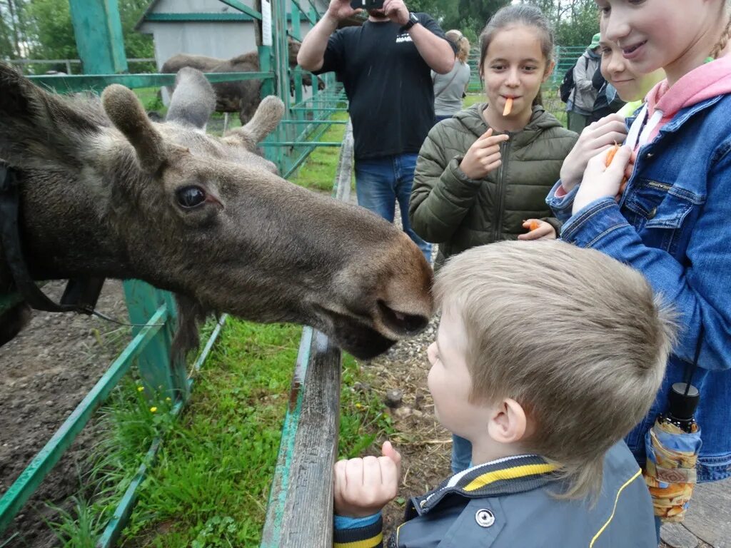 Сумароковская лосиная. Лосеферма Сумароково Кострома. Сумароковская лосиная ферма. Сумароковская лосиная ферма в Костромской области. Лосеферма Кострома заповедник.