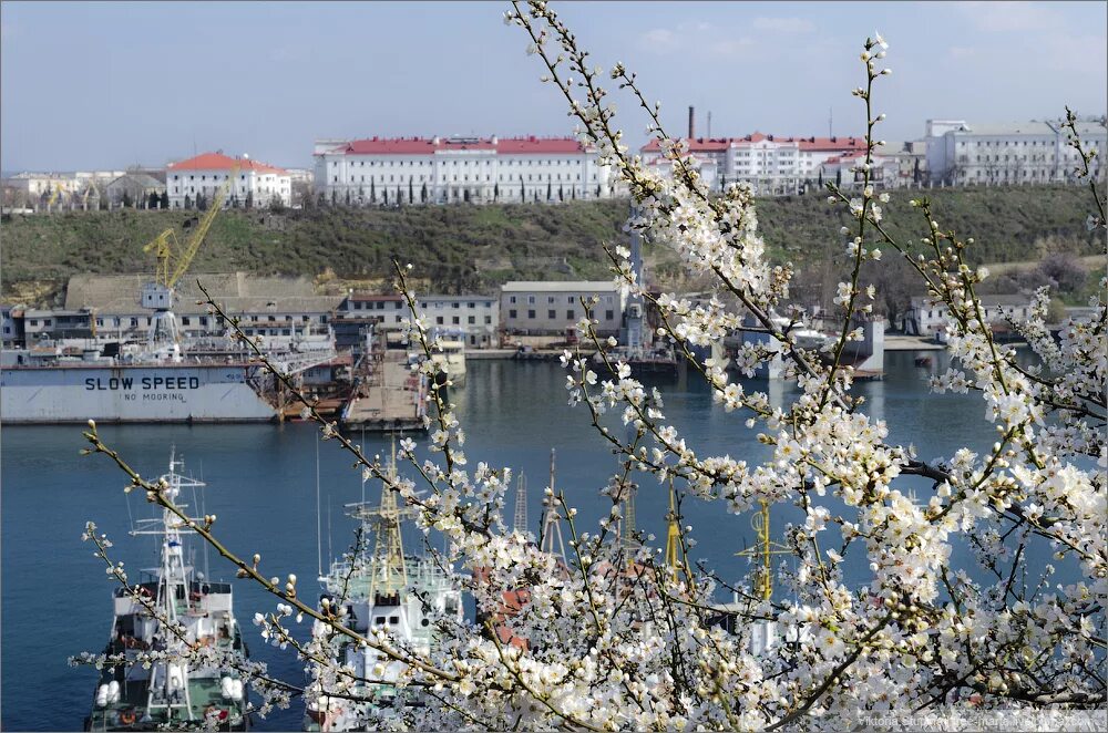 Красноярск севастополь время сейчас. Миндаль цветет в Севастополе. Цветущий миндаль в Севастополе. Севастополь весной цветет.