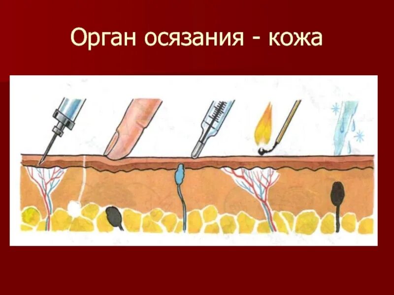 Органы чувств человека кожа. Орган осязания. Кожа орган осязания. Органы чувств осязание.