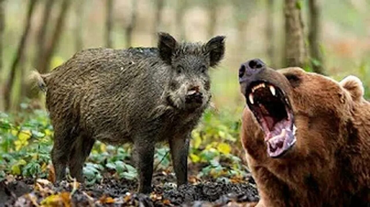 Медведь и кабан. Дикий кабан секач вепрь. Медведь и свинья. Медведь и кабан. Кабан секач против волка.