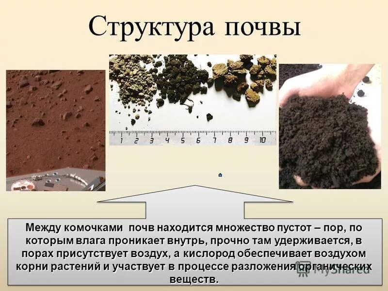 Какая структура почва благоприятна для сельскохозяйственных растений