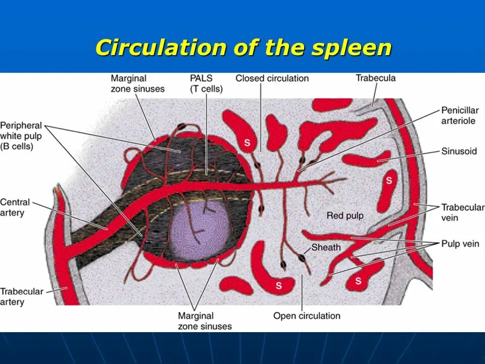 Селезенка армия. Кровоснабжение селезенки. Схема кровообращения в селезенке. Синусы селезенки. Кровоснабжение селезенки гистология.
