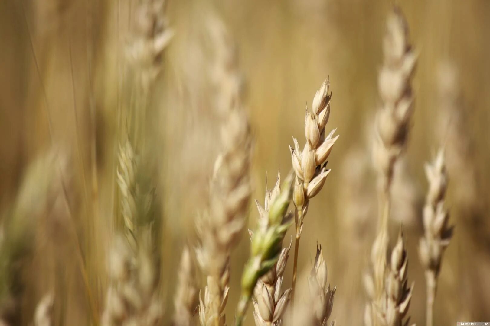 Красная пшеница. Рожь цветет. Красная пшеница. Чернь колоса пшеницы. Колос исполнитель.