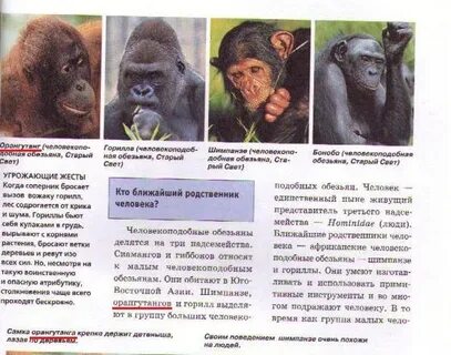 Таблица обезьян